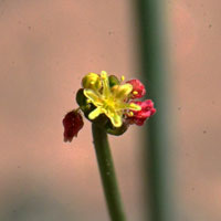 Little Deserttrumpet or Skeleton Weed, Eriogonum trichopes